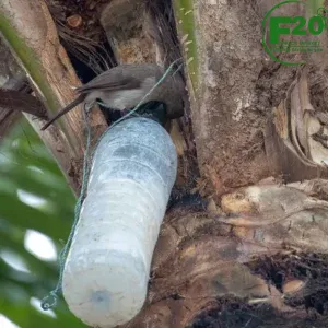 Palm wine ( Matnago )