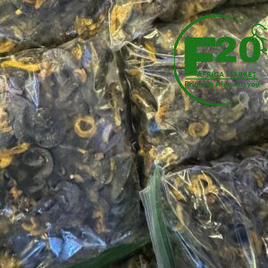 Dry Nyamangoro ( Cameroon Snail)